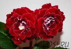 ЕН-Татьянка (сел.Е.Николаева)