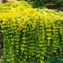 Вербейник монетчатый Ауреа