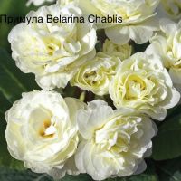 Шаблис Беларина примула