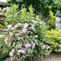 Сплендид вейгела