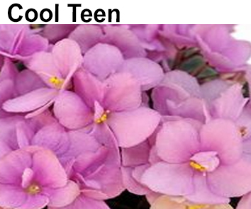 Cool Teen (H. Pittman)