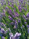 Лаванда узколистная Элеганс Перпл