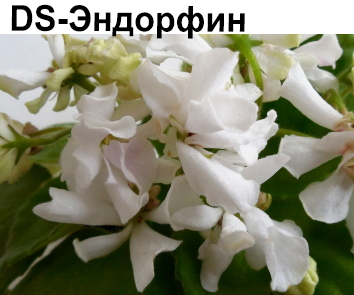 DS-Эндорфин (Диметрис)