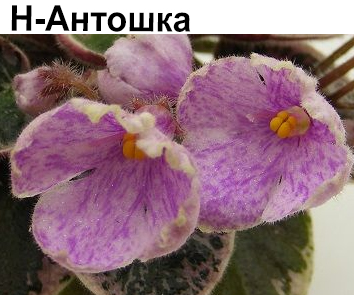 Н-Антошка (Бердникова)  НОВИНКА КАТАЛОГА