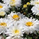 Ромашка Крейзи Дэйзи