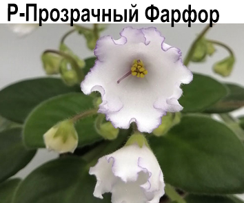 Р-Прозрачный Фарфор  НОВИНКА КАТАЛОГА