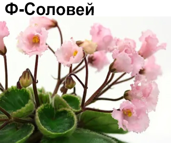 Ф-Соловей  НОВИНКА КАТАЛОГА