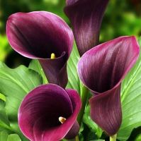 Капитан Промис калла