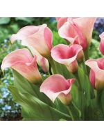 Капитан Розетт калла