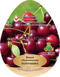 Вишня Волочаевка (подвой семенной, вишня Магалебская), 1 шт (Поиск)