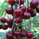 Vishnya-chereshnya-dyuk-Kormilica-podvoj-semennoj-vishnya-Magalebskaya-1-sht-Poisk2