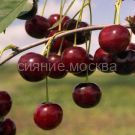 Vishnya-Lyubskaya-podvoj-semennoj-vishnya-Magalebskaya-1-sht-Poisk2