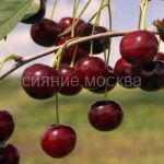 Vishnya-Lyubskaya-podvoj-semennoj-vishnya-Magalebskaya-1-sht-Poisk2