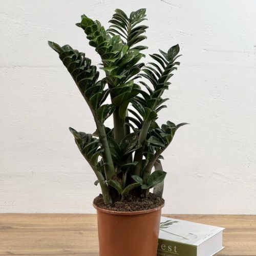 Замиокулькас Зензи