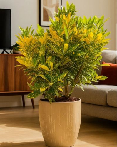 Кодиеум Голд Сан Вариегатный