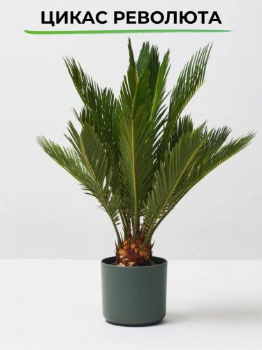 Цикас Революта