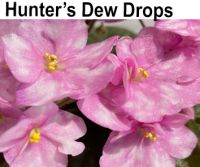 Hunter's Dew Drops