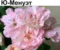 Ю-Менуэт