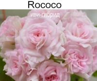 Rococo