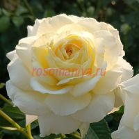 Надья Мейяндекор (Nadia Meillandecor)