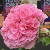 Николя Бриансон (Nicolas Briançon)