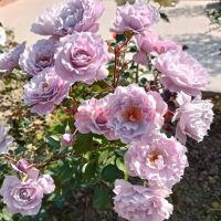 Нью Вейв (New Wave)