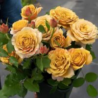 Пайн Дрим (Pine Dream)