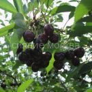 Vishnya-Shokoladnica-podvoj-klonovyj-Izmajlovskij-1-sht-Poisk2