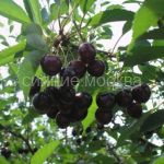 Vishnya-Shokoladnica-podvoj-klonovyj-Izmajlovskij-1-sht-Poisk2