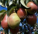 Grusha-Krasavica-Chernenko-Russkaya-krasavica-podvoj-semennoj-grusha-lesnaya-1-sht-Poisk3