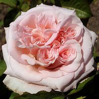 Пинк О'Хара (Pink O'Hara)