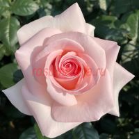 Принс Жардинье (Prince Jardinier)