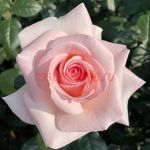 Принс Жардинье (Prince Jardinier)