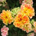 Пюр Каприс (Pur Caprice)