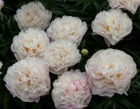 Мун Овер Барингтон пион