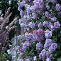 Рейни Блу (Rainy Blue)