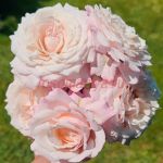 Розенфасцинейшн( Rosenfaszination)