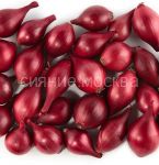 Лук-севок Кармен, 500 г Россия