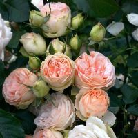 Сан Суси (Sans Souci)