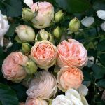 Сан Суси (Sans Souci)