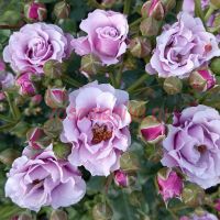 Санта Барбара (Santa Barbara)