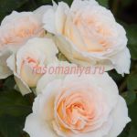 Свит Блонди (Sweet Blondie)