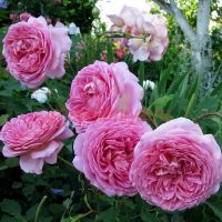 Селебрейшн Лайф (Celebrating Life)