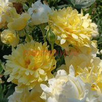 Сплендид Раффлз (Splendid Ruffles)