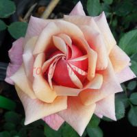 Том Браун(Tom Brown)