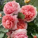 Чиппендейл (Chippendale)