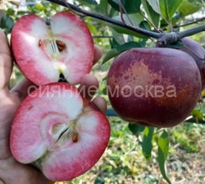 Яблоня красномякотная Байя Мариса (подвой клоновый, 54-118, полукарликовый), 1 шт., Поиск