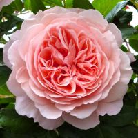 Э Шропшие Лэд (A Shropshire Lad)