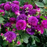 Эбб Тайд (Ebb Tide)