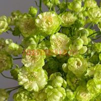 Эклер (Eclaire)